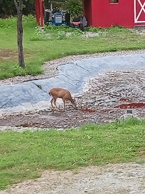 A daily visitor enjoying a drink from the pond.