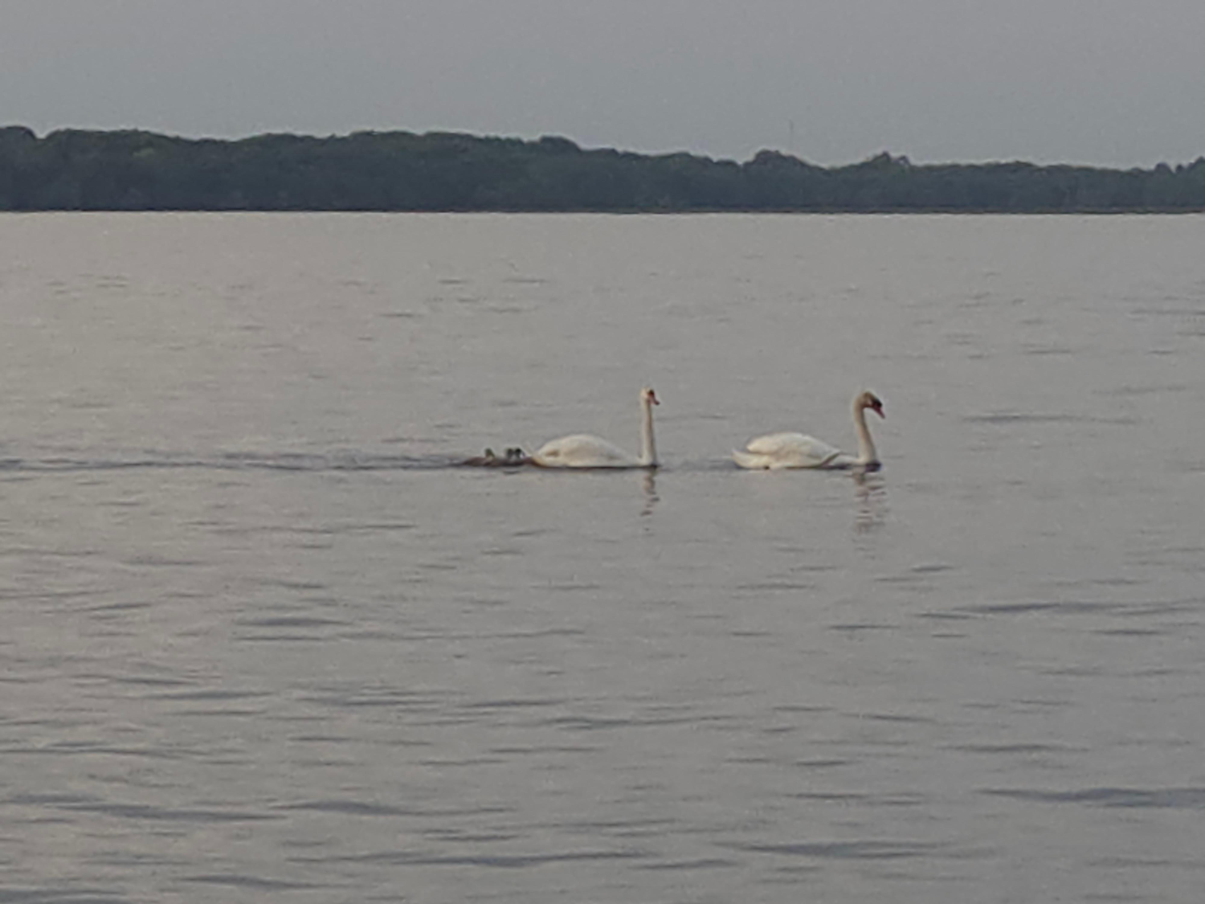 Swan family