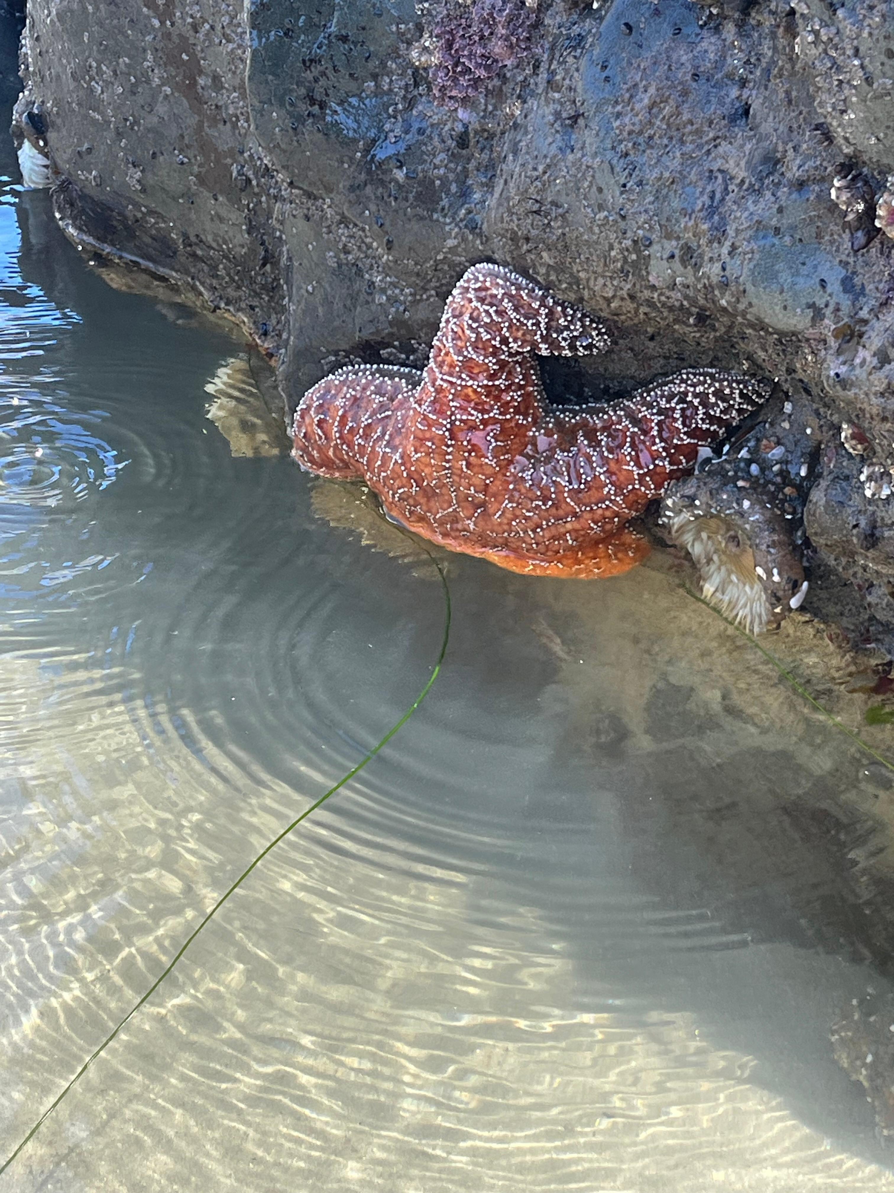 Starfish on the beach at low tide.