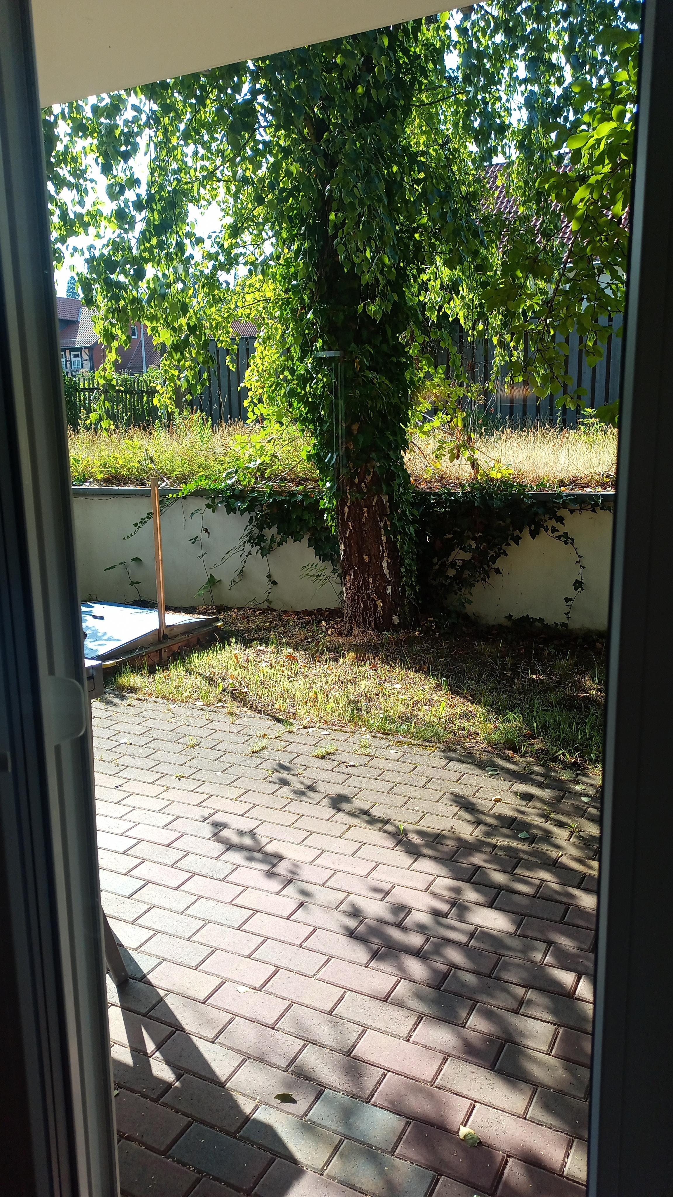 Second tree outside unkempt garden