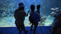 Acuario veracruz