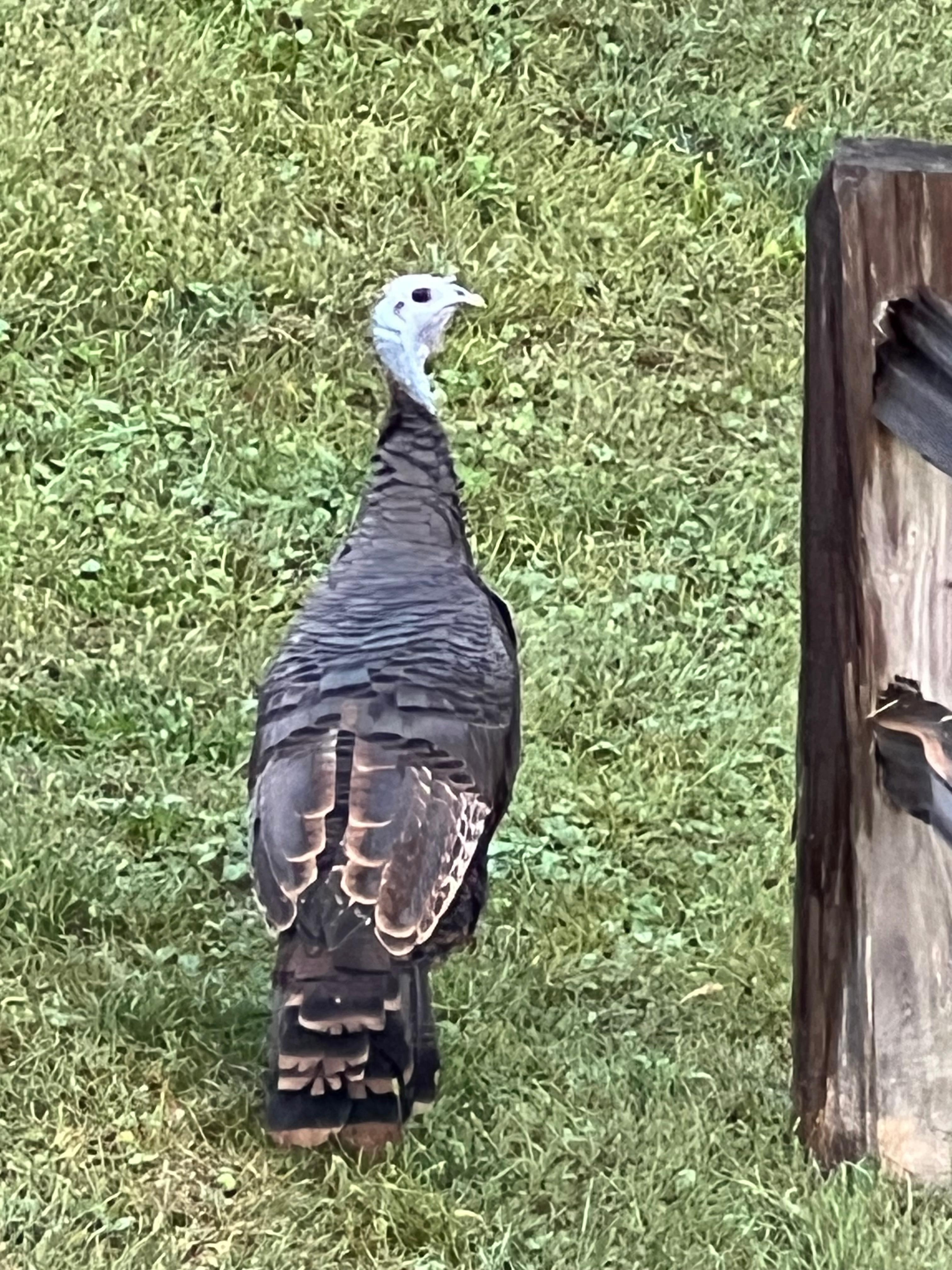 Wild turkeys wandered by one early morning