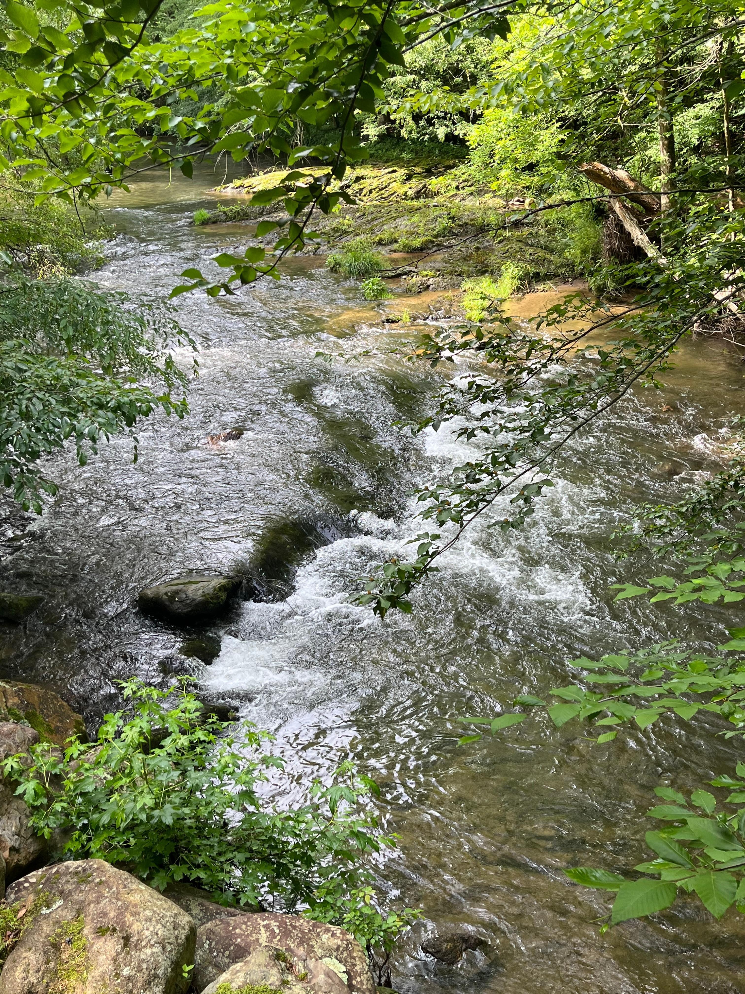 Cosby creek from back of the deck. 