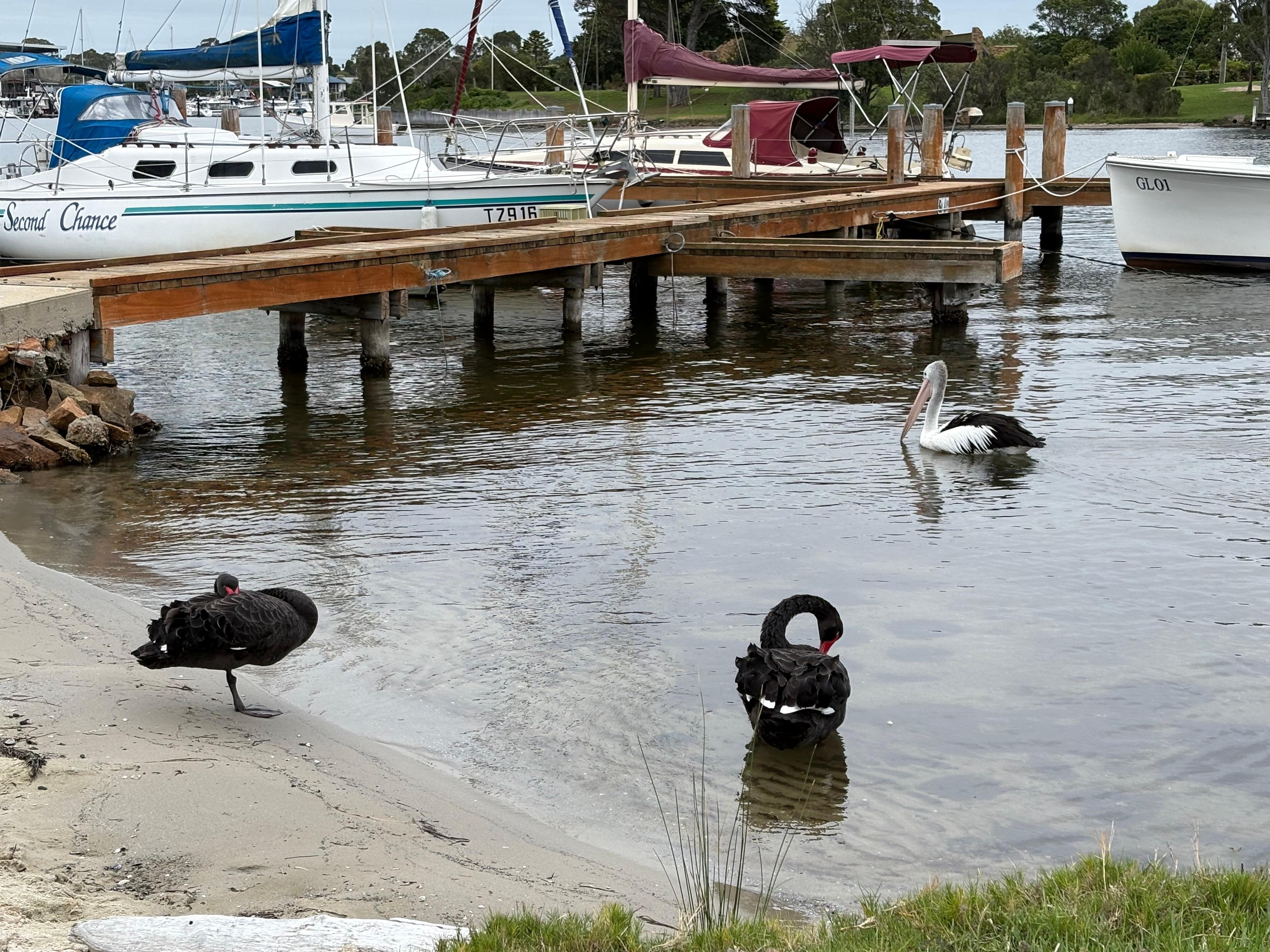 Raymond Island has endless opportunities for bird watching!