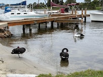 Raymond Island has endless opportunities for bird watching!