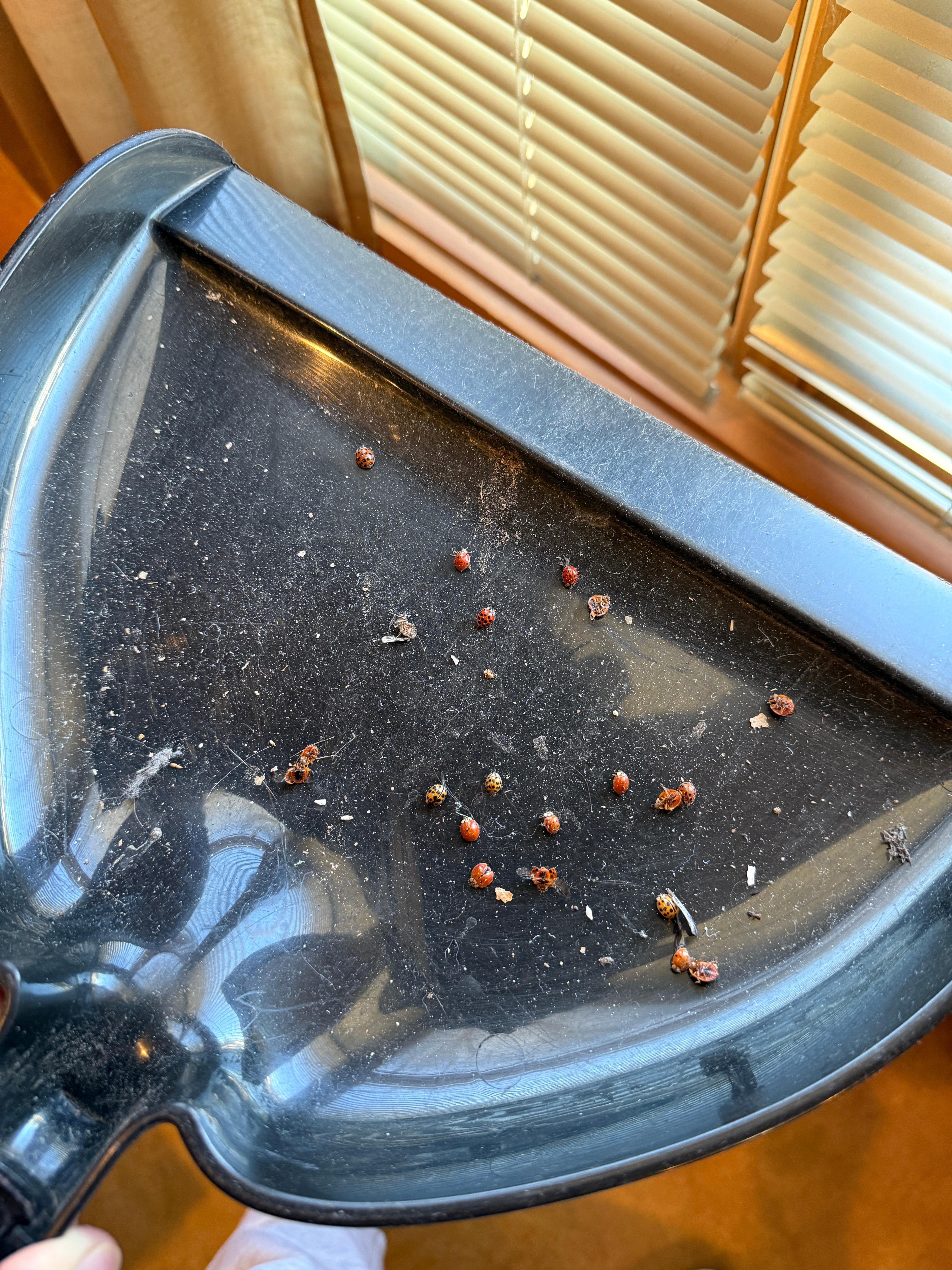 Dead Lady bugs were accumulating on bedroom floor daily.