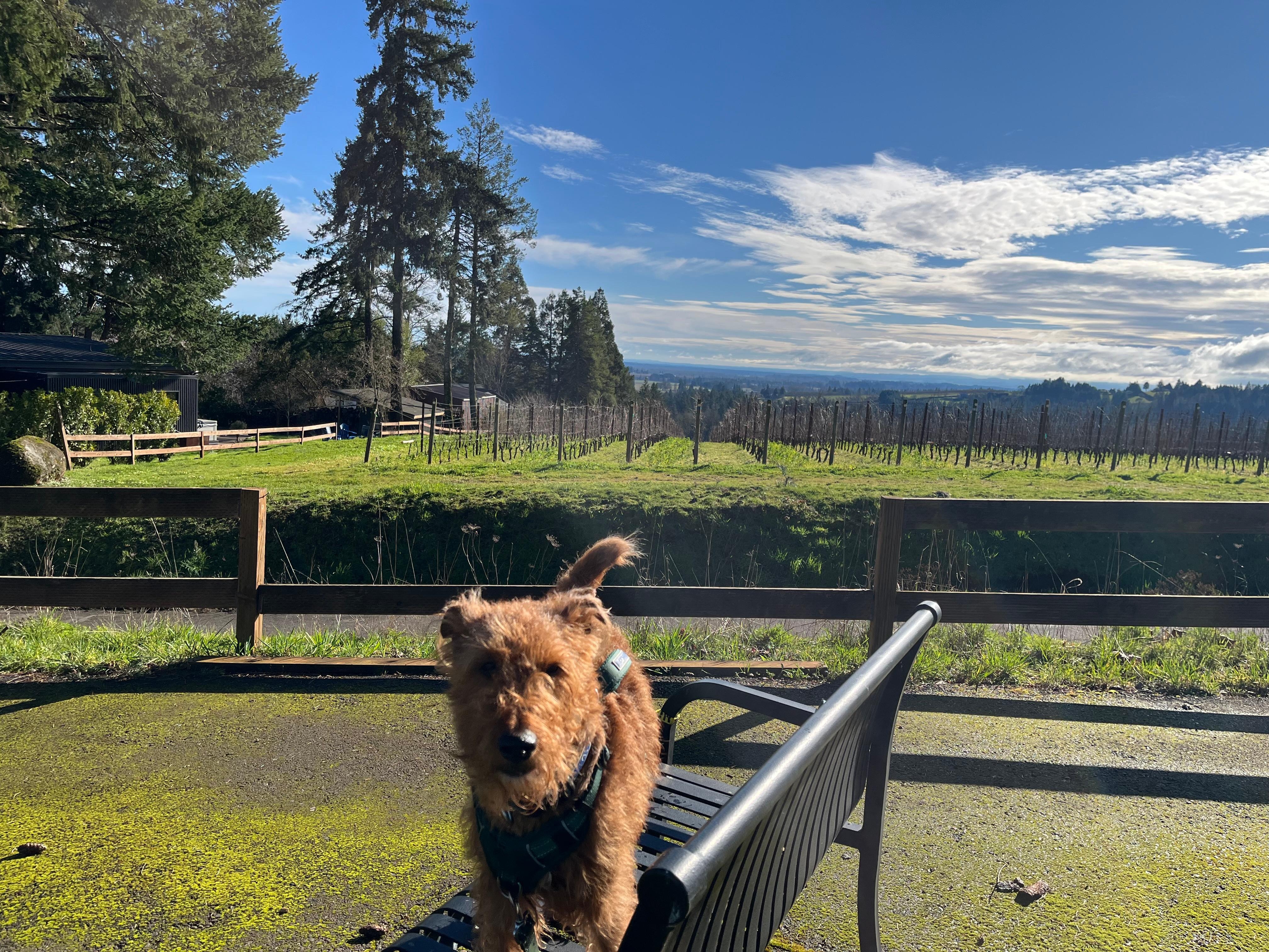 Nice bench for taking in the view 