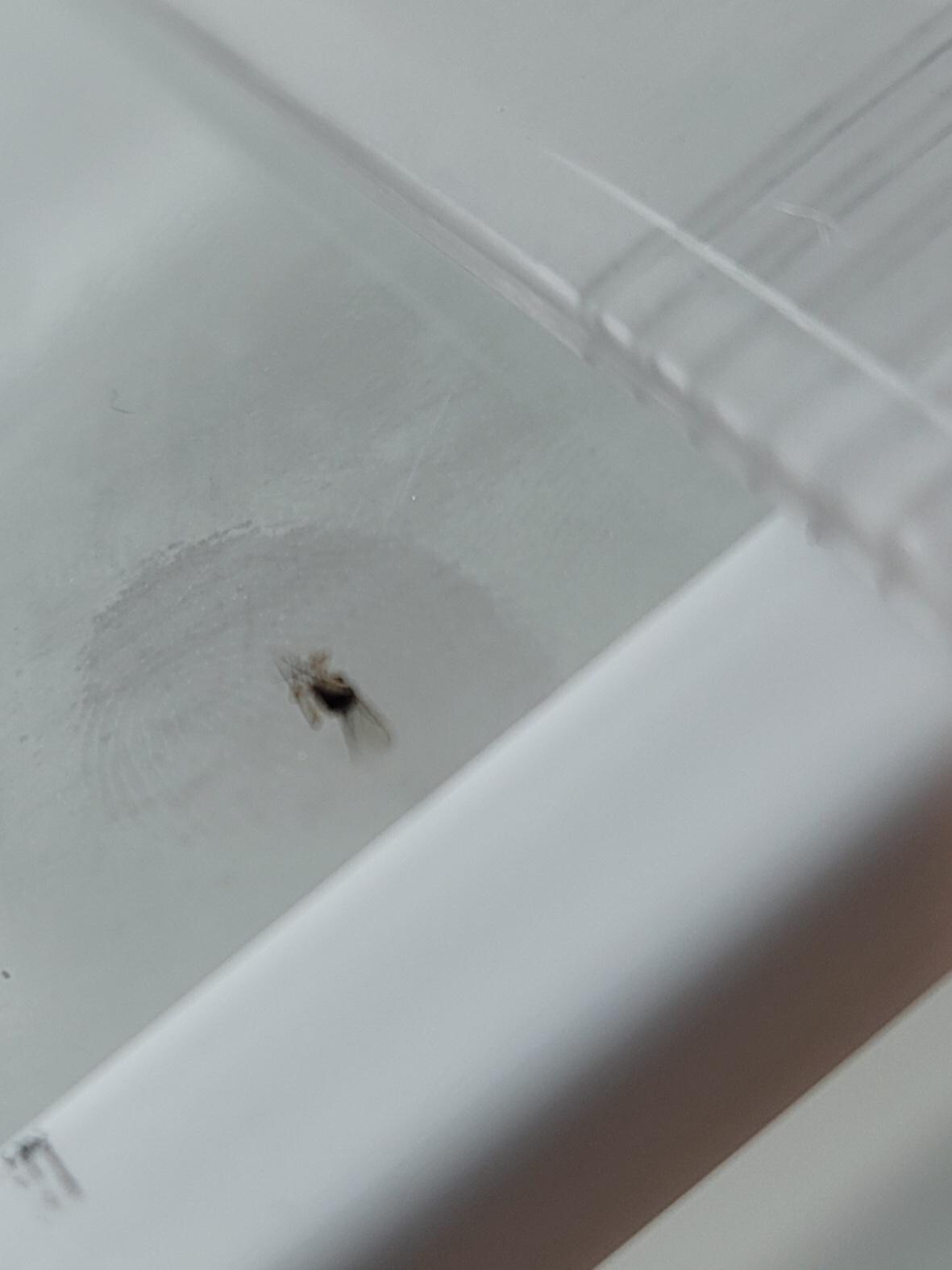 Bugs in fridge