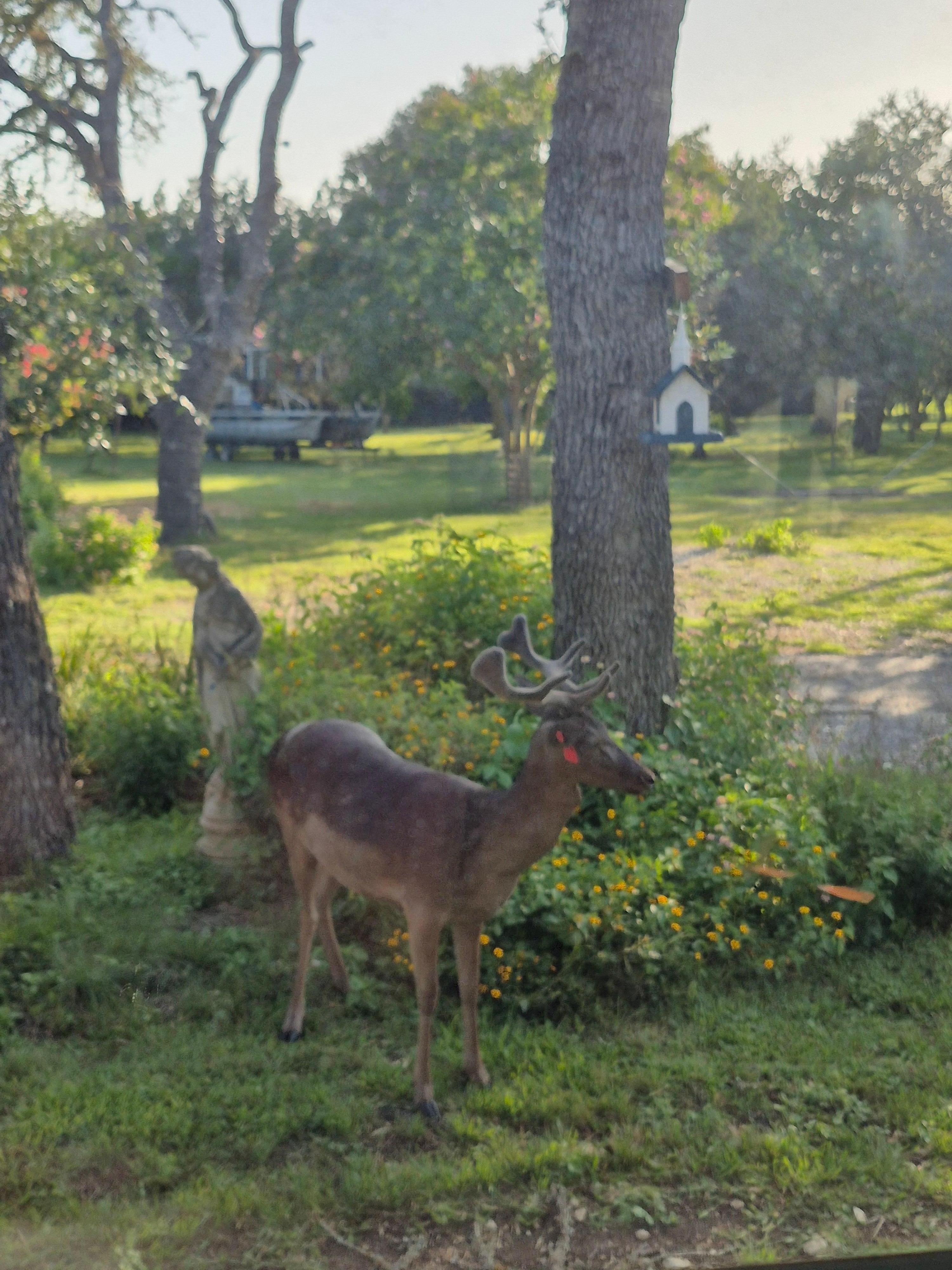 Deer in the garden 