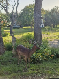 Deer in the garden