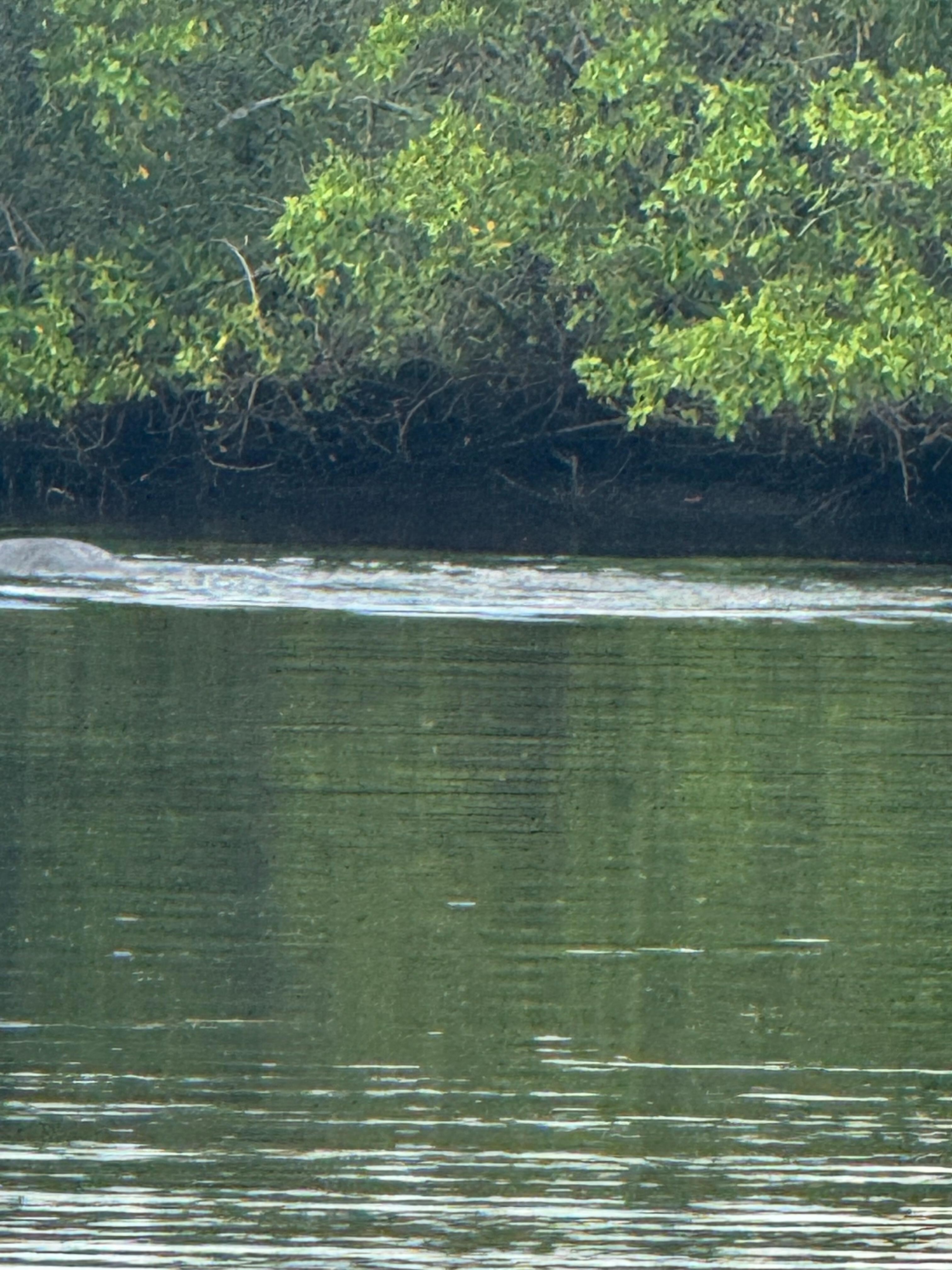 A view from the back deck of manatee!  