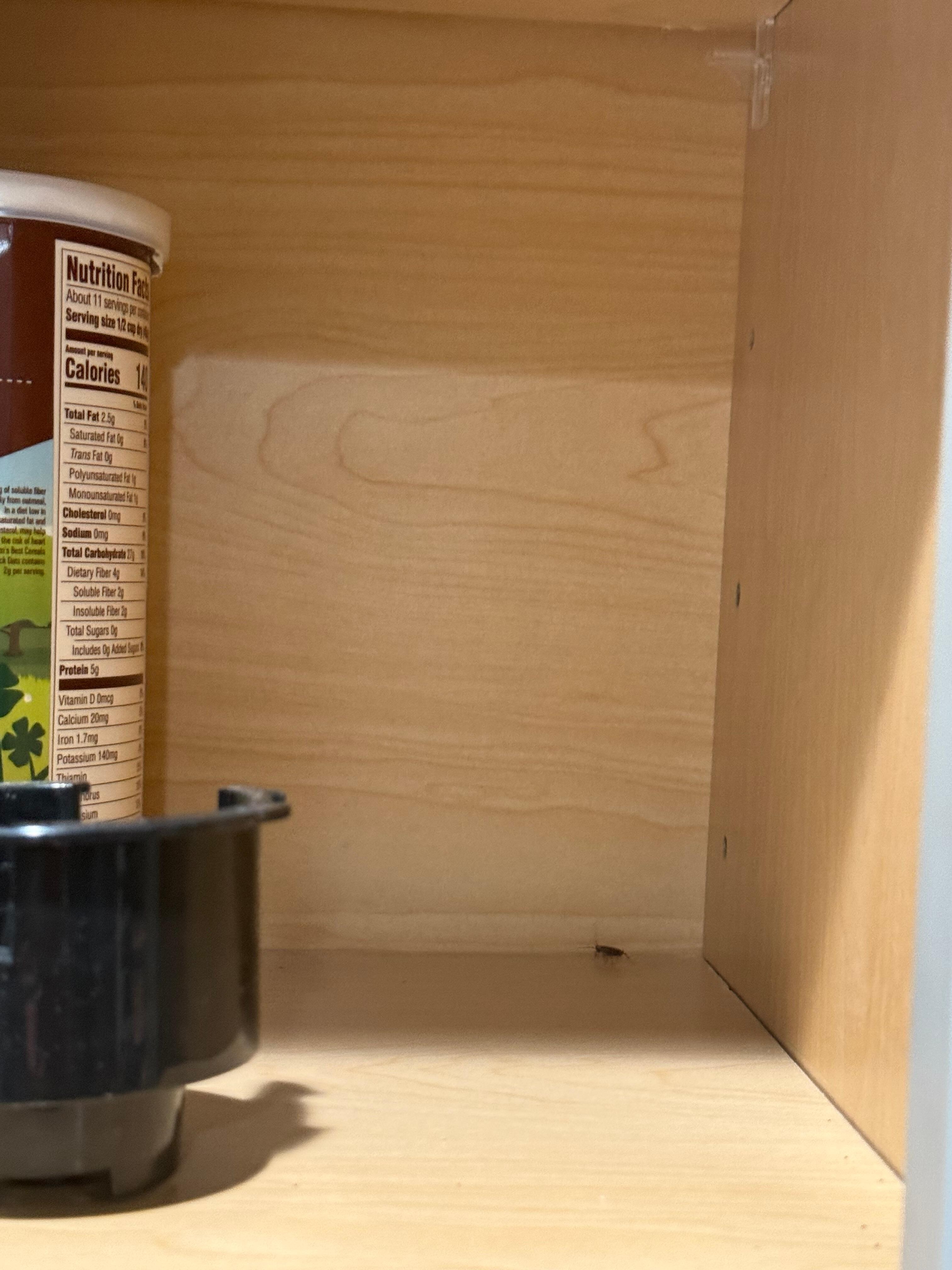 Roach in the cabinet, one of many. 