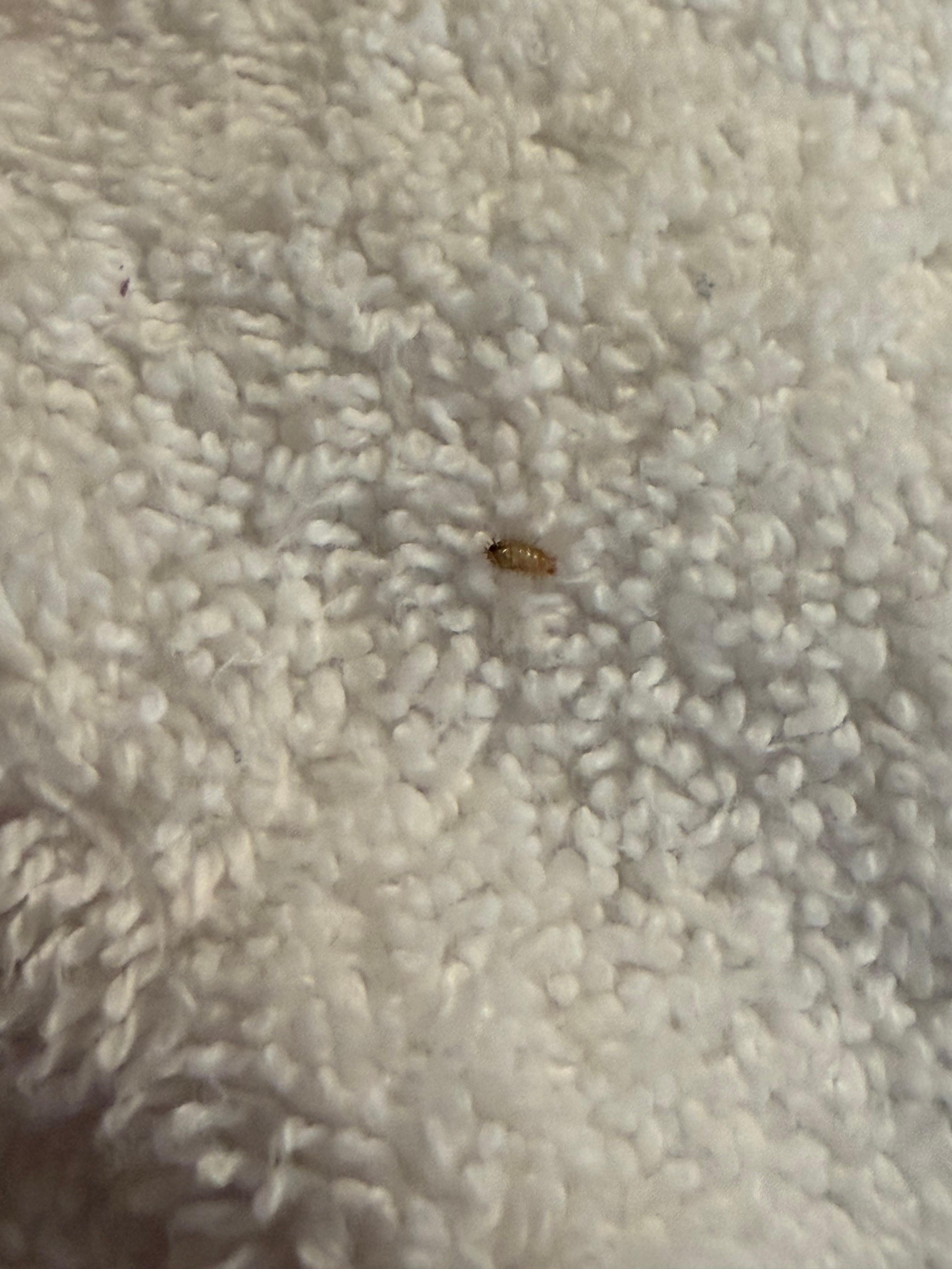 Beetle/maggot thing in our towels under the sink 