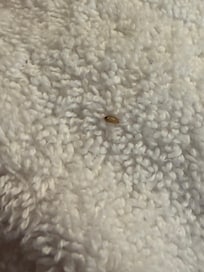 Beetle/maggot thing in our towels under the sink