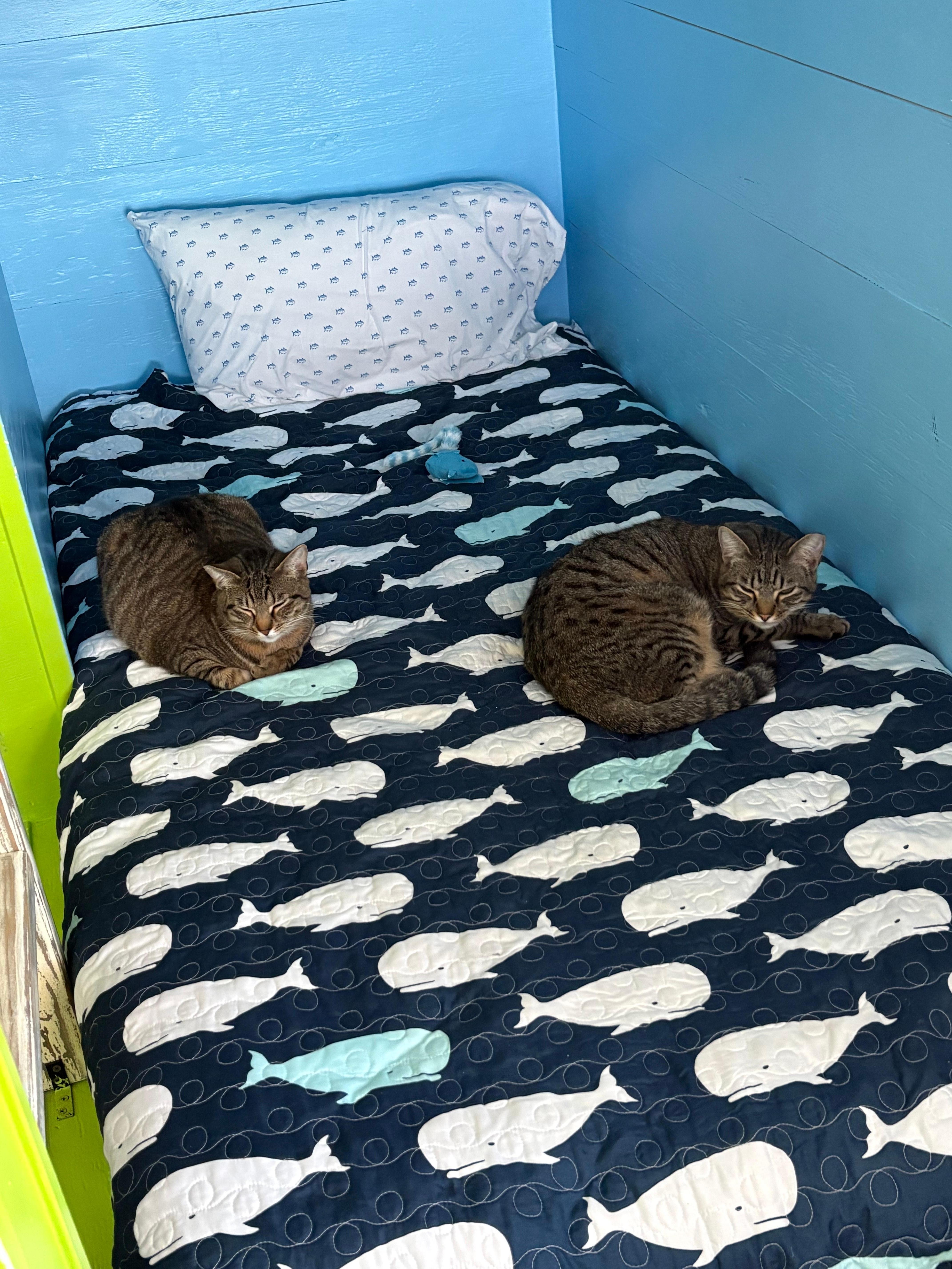 Enjoying the bunk beds!