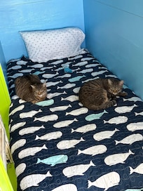 Enjoying the bunk beds!