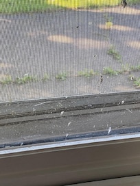 Filthy windows