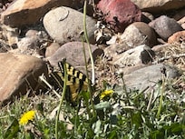 Our butterfly friend that visited daily.
