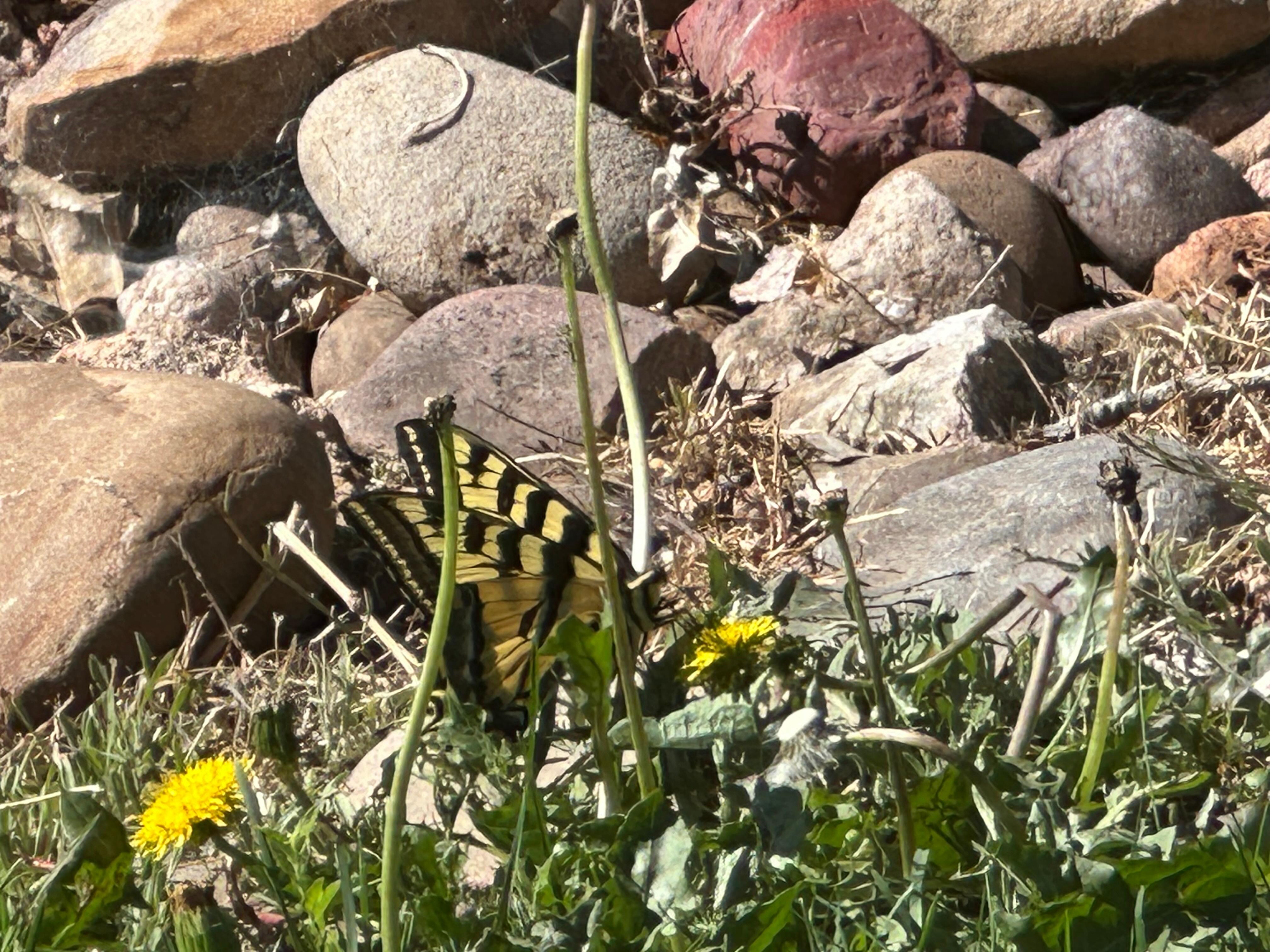 Our butterfly friend that visited daily. 