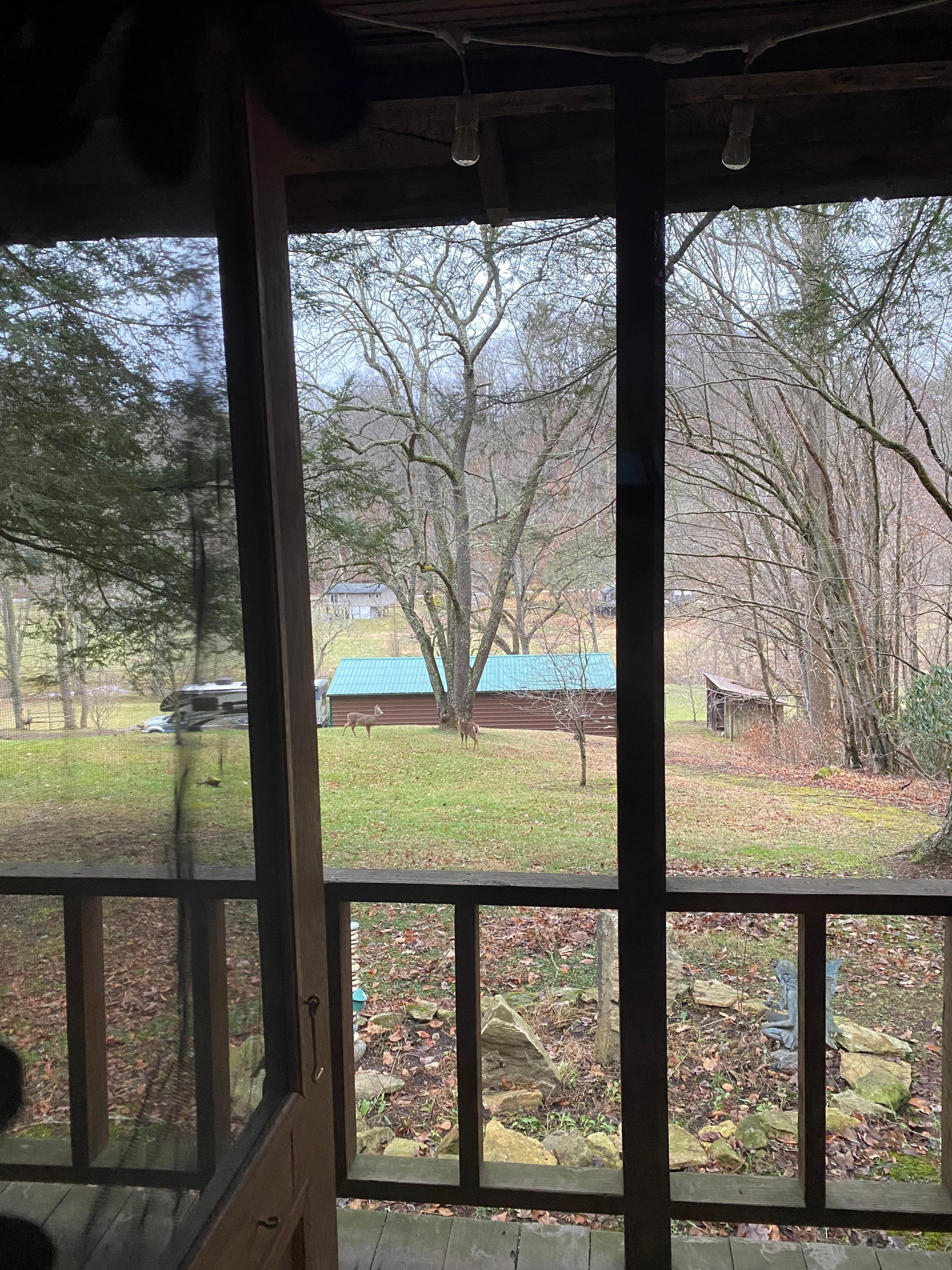 Deer grazing in the front yard.