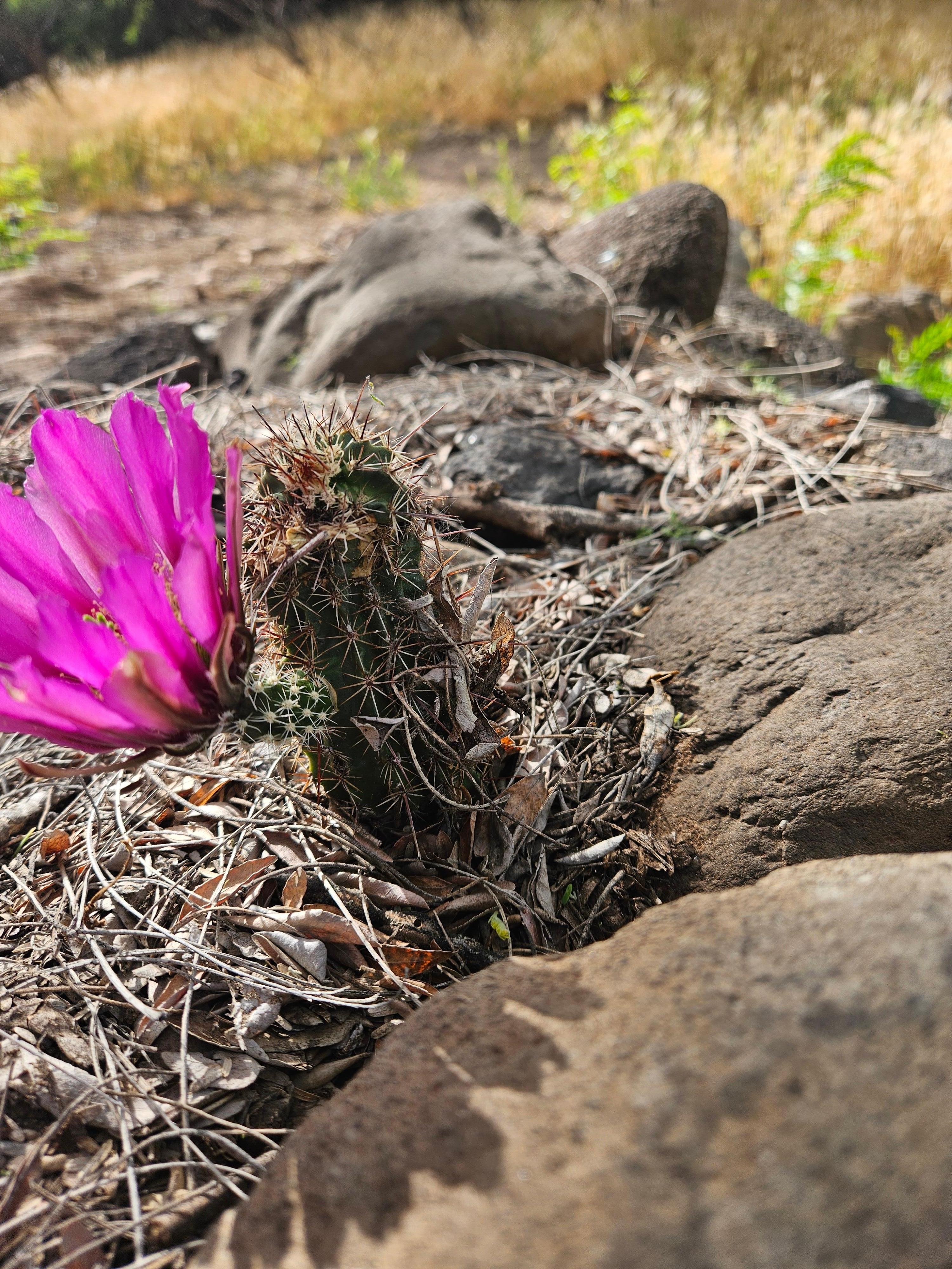 This cactus was blooming at the entrance to trail to the creek. 