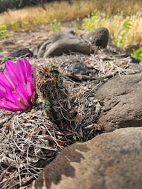 This cactus was blooming at the entrance to trail to the creek.