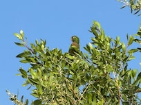 Playa De Sala garden visitor