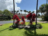 The front lawn area