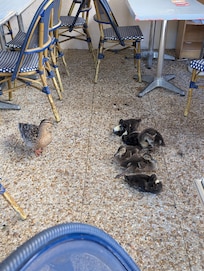 Breakfast on the terrace with a family of ducks!