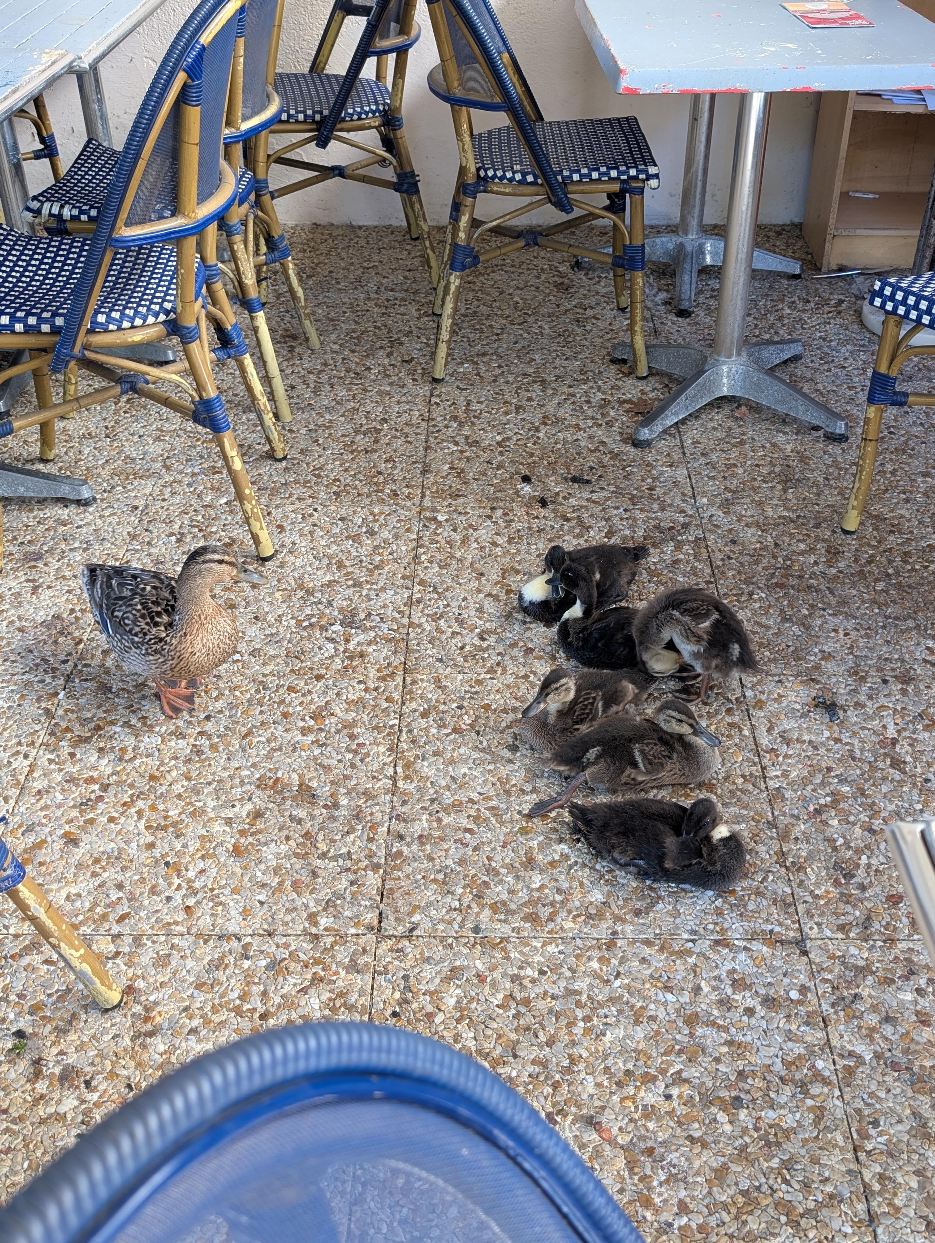 Breakfast on the terrace with a family of ducks!