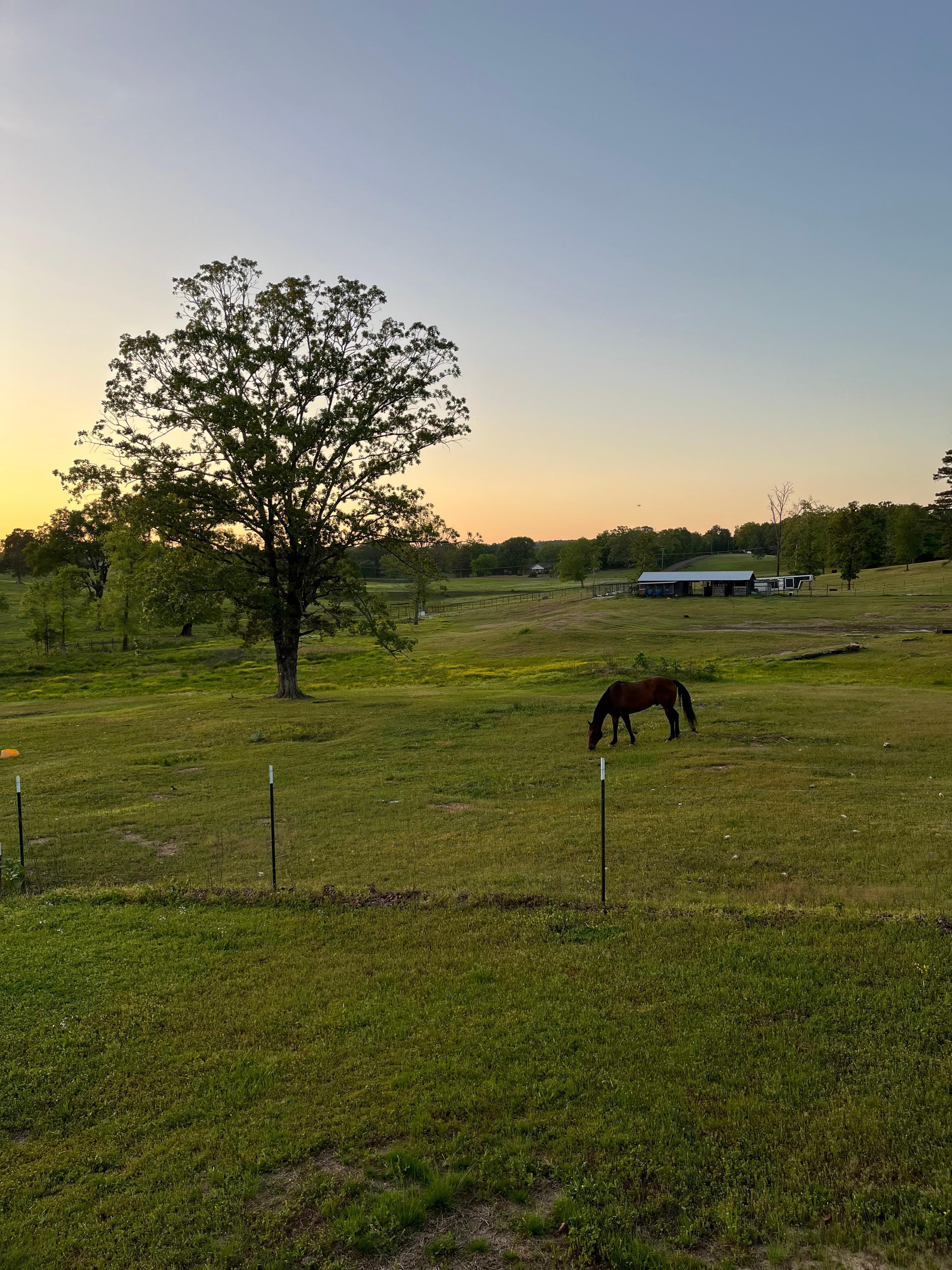 Horse next door says hello