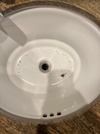Bathroom sinks dirty