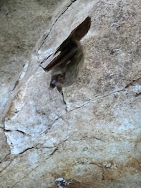 Our little friend at Lost River