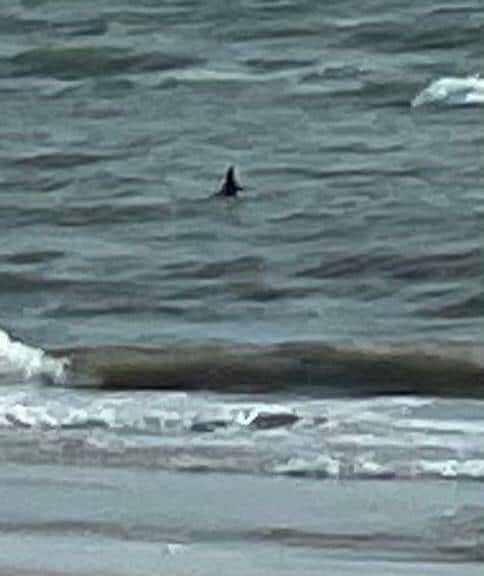 We were able to catch photos once of a dolphin swimming. 