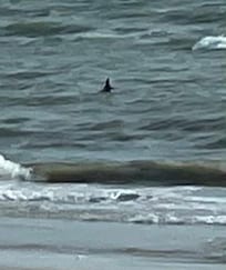 We were able to catch photos once of a dolphin swimming.