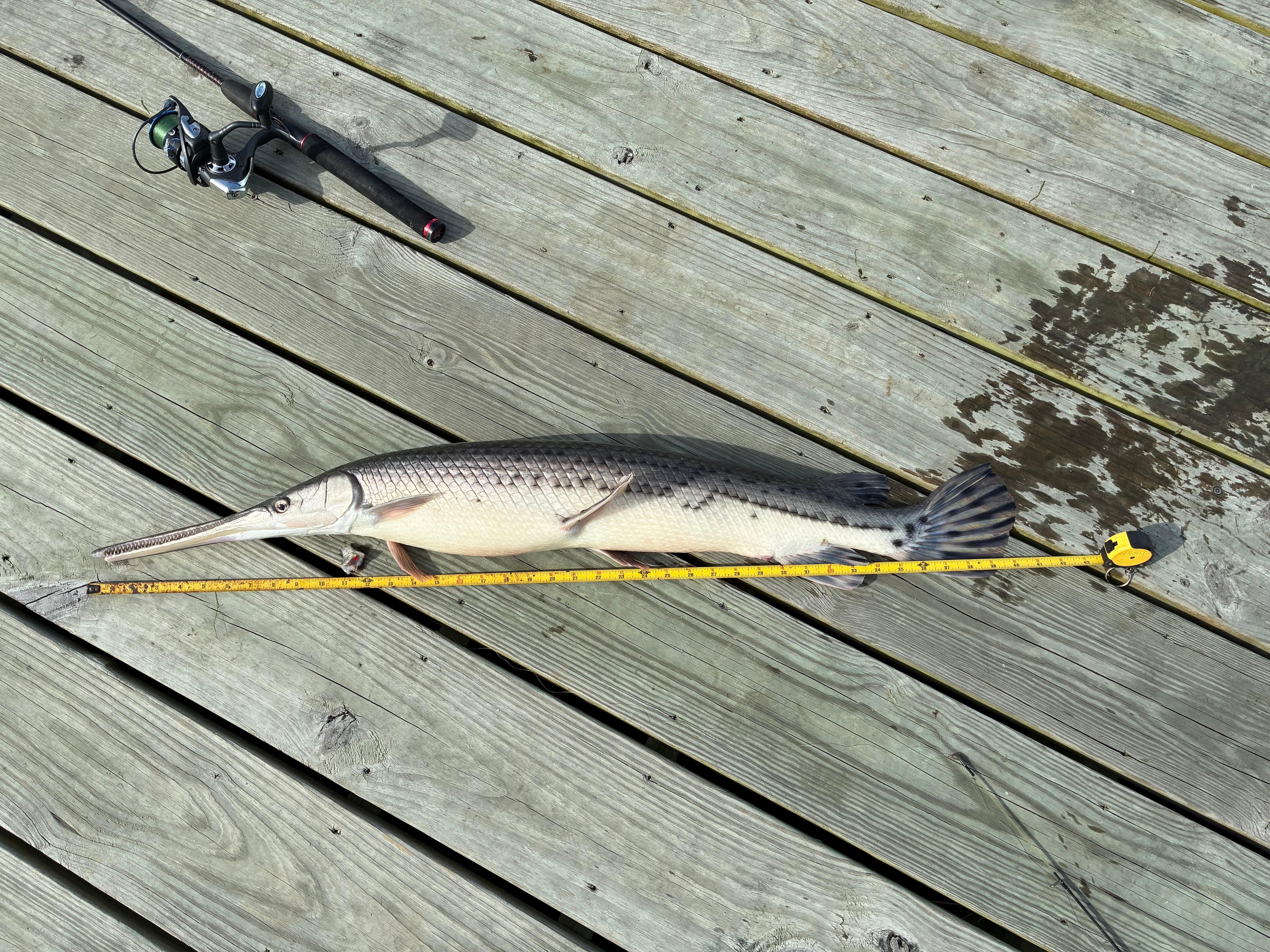 Gar - 40 inches:  Released