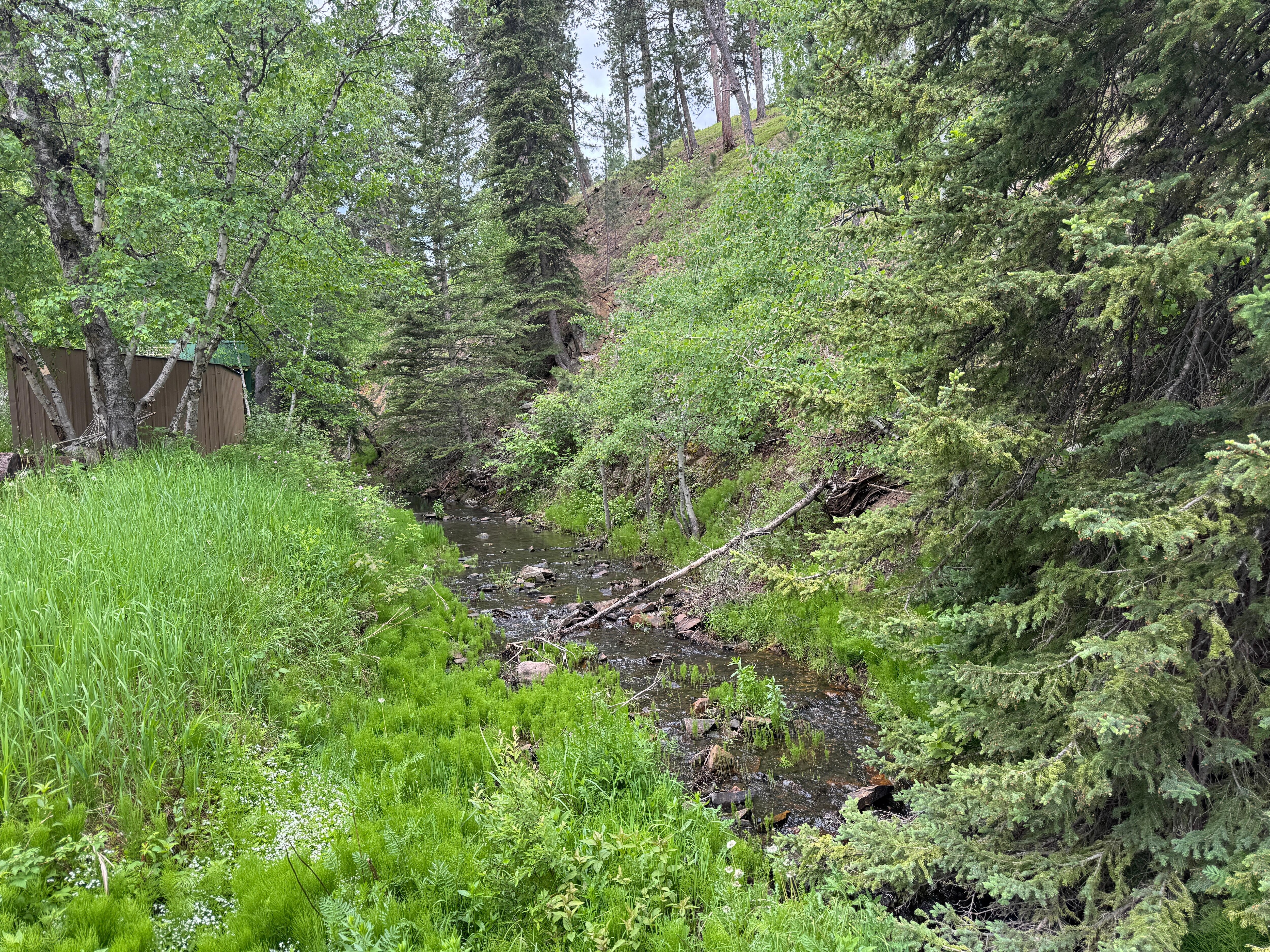 More of the creek!