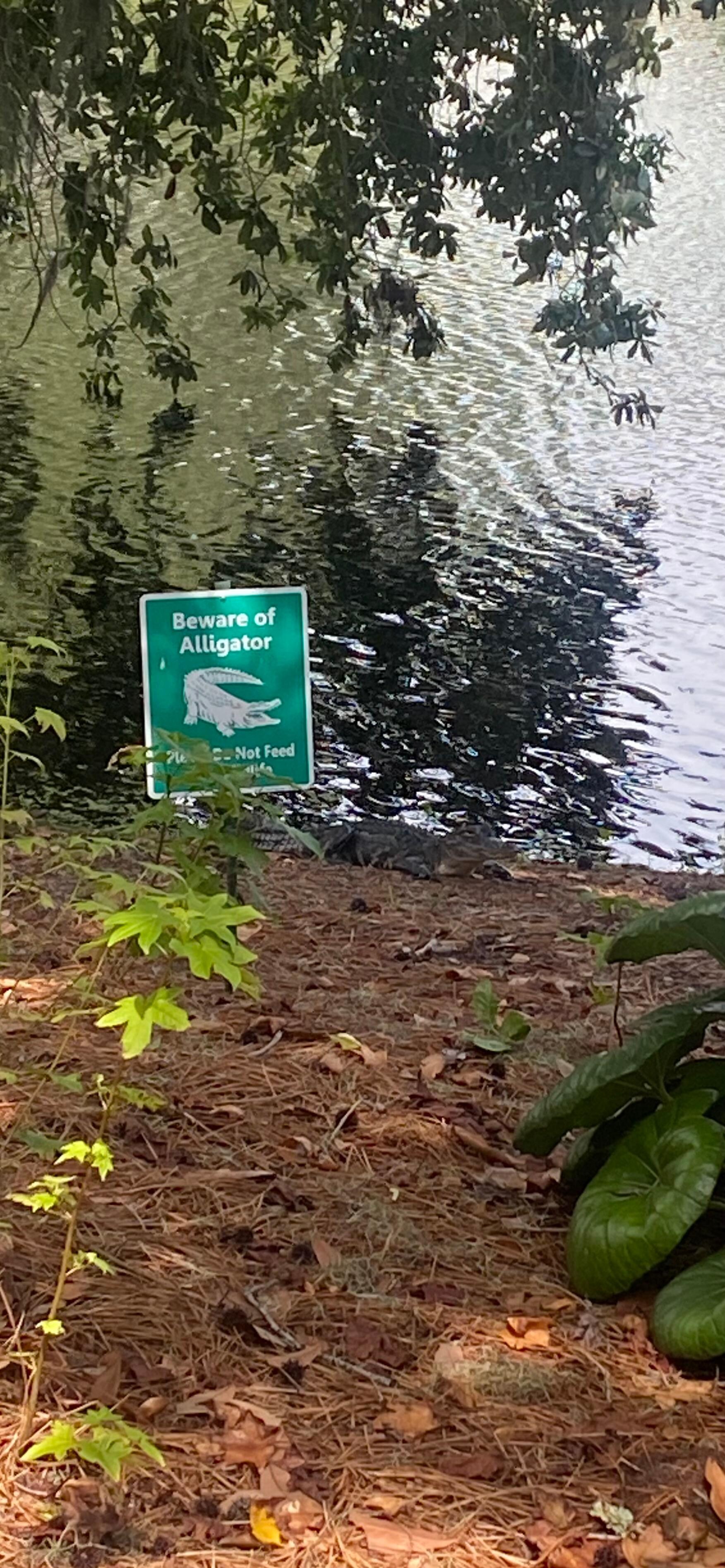 Our very first day, a gator swam up to the house and lay next to the ‘Beware of the Gator’ sign. 😂