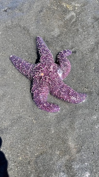 A starfish at low tide by the pier.