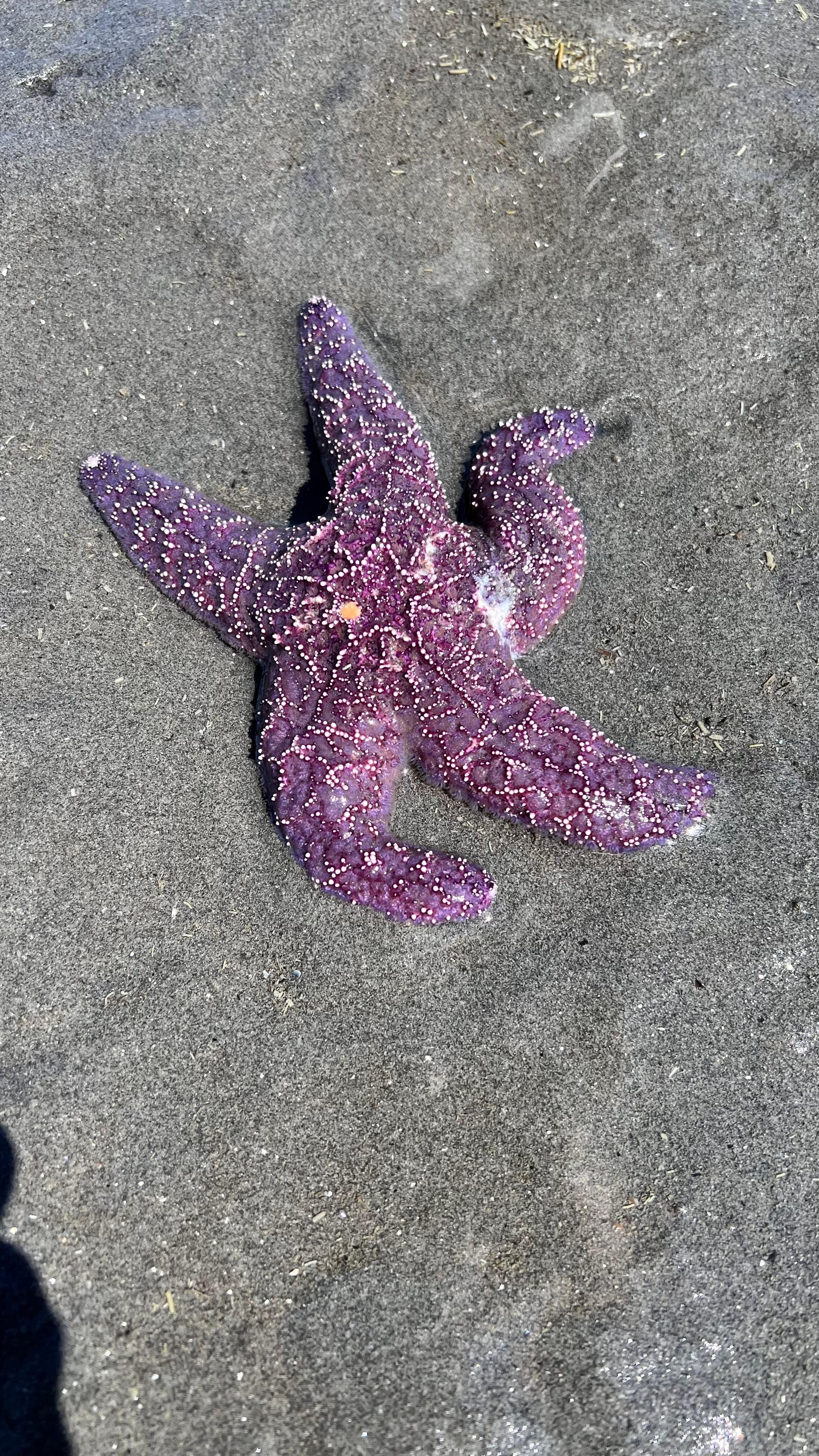 A starfish at low tide by the pier. 