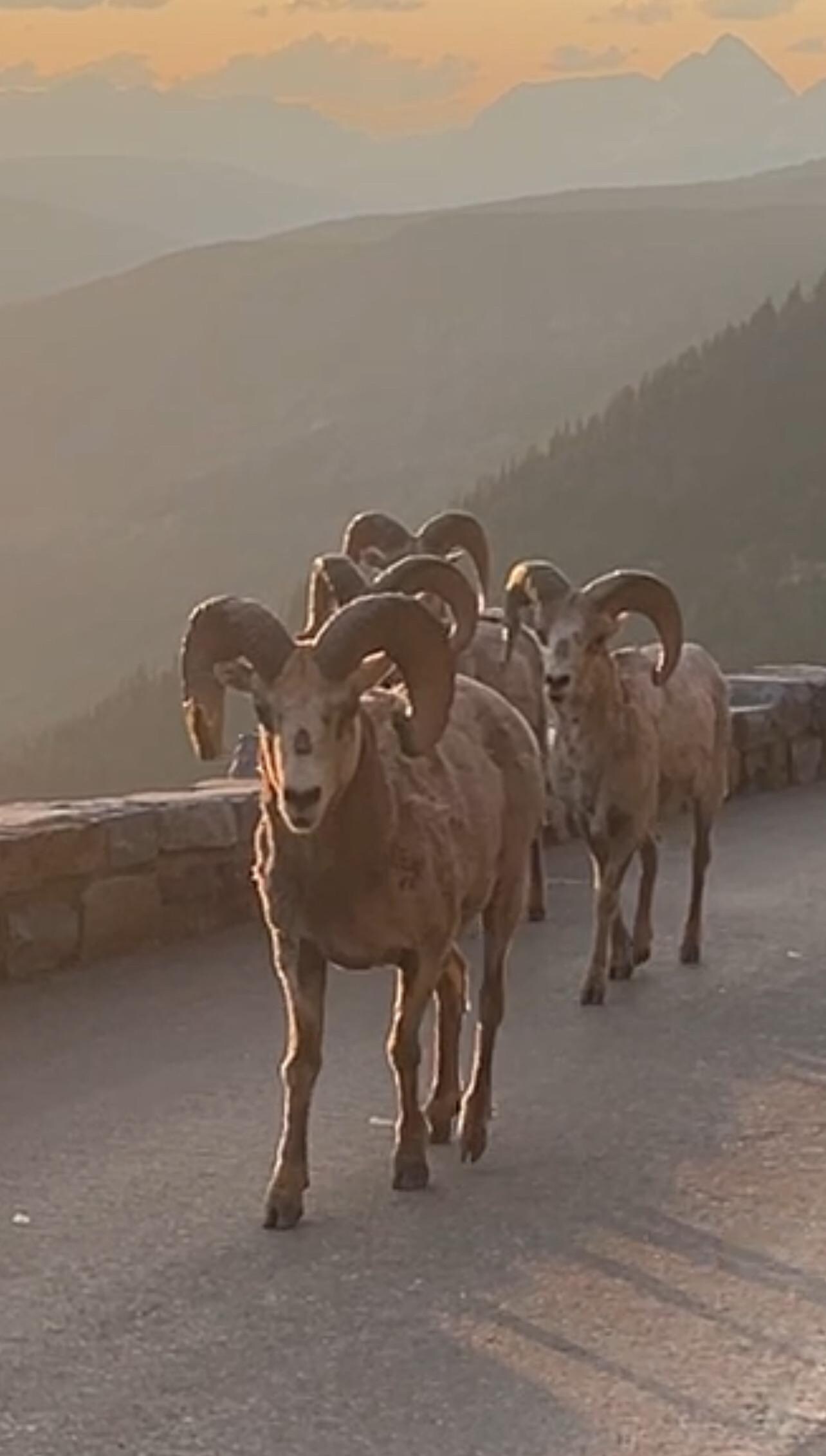 Some friends at Logan Pass