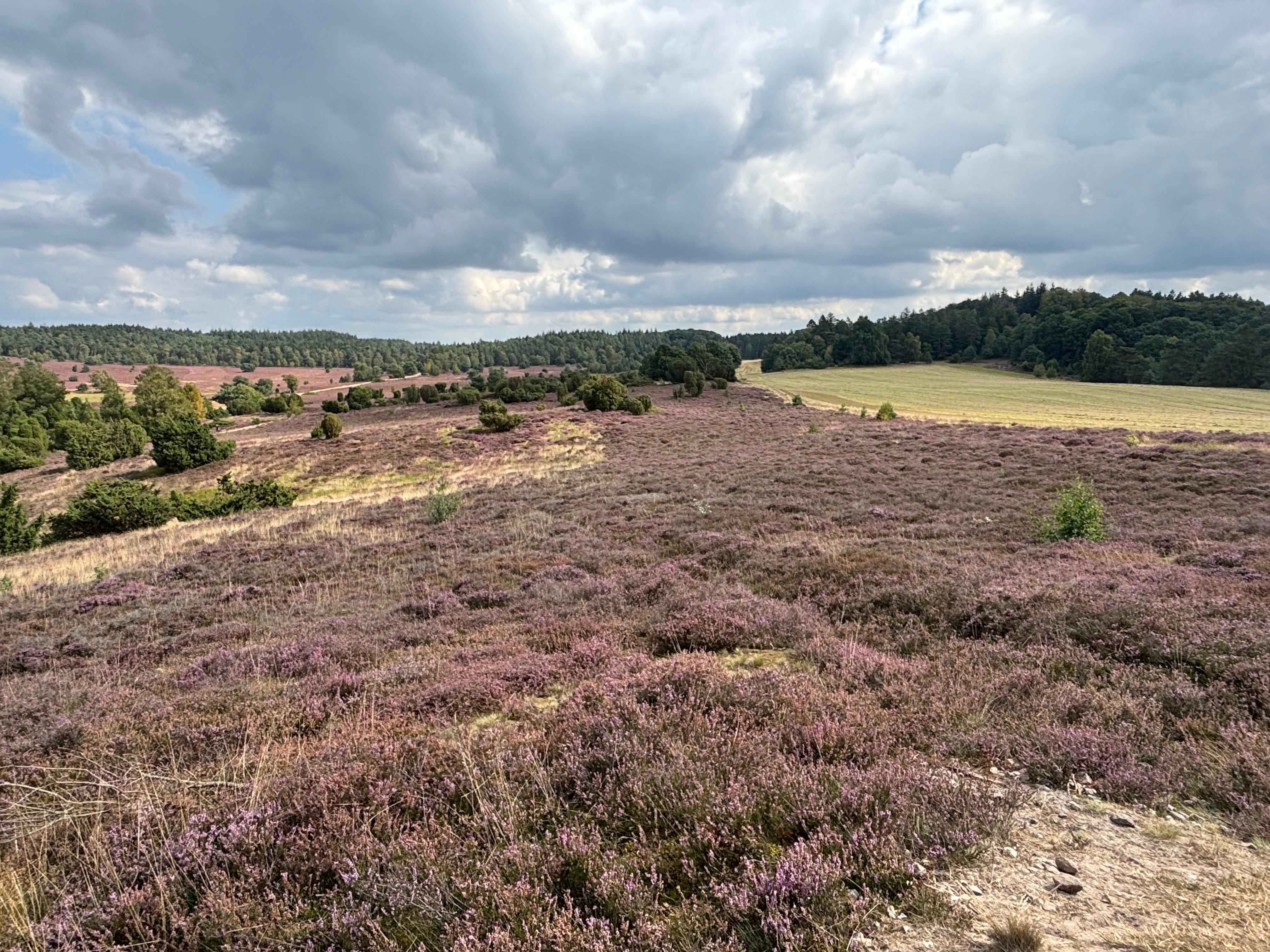 Lüneburger Heide