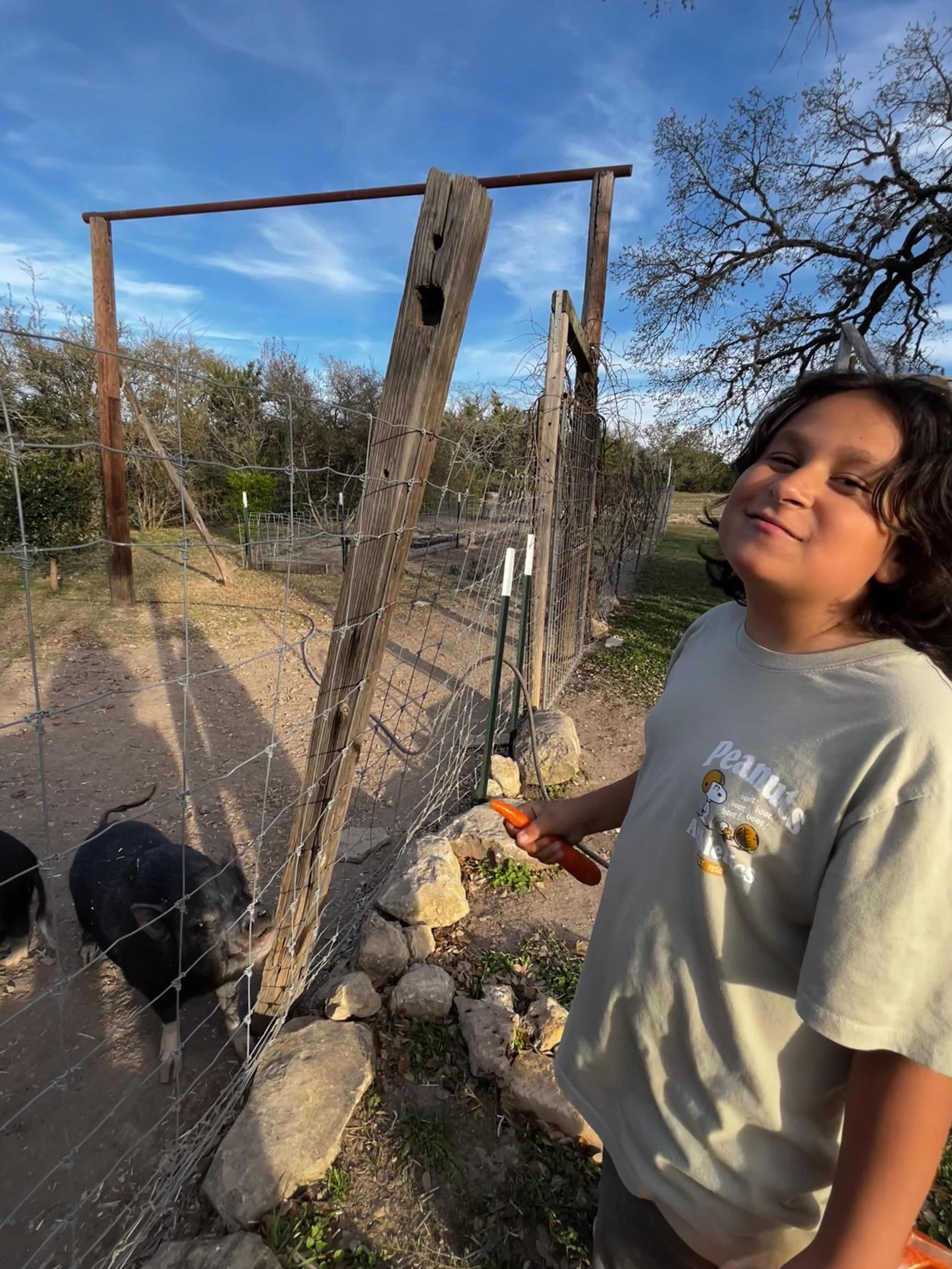 Feeding carrots to the pigs