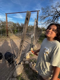 Feeding carrots to the pigs