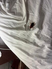 2 inch cockroach under my pillow.