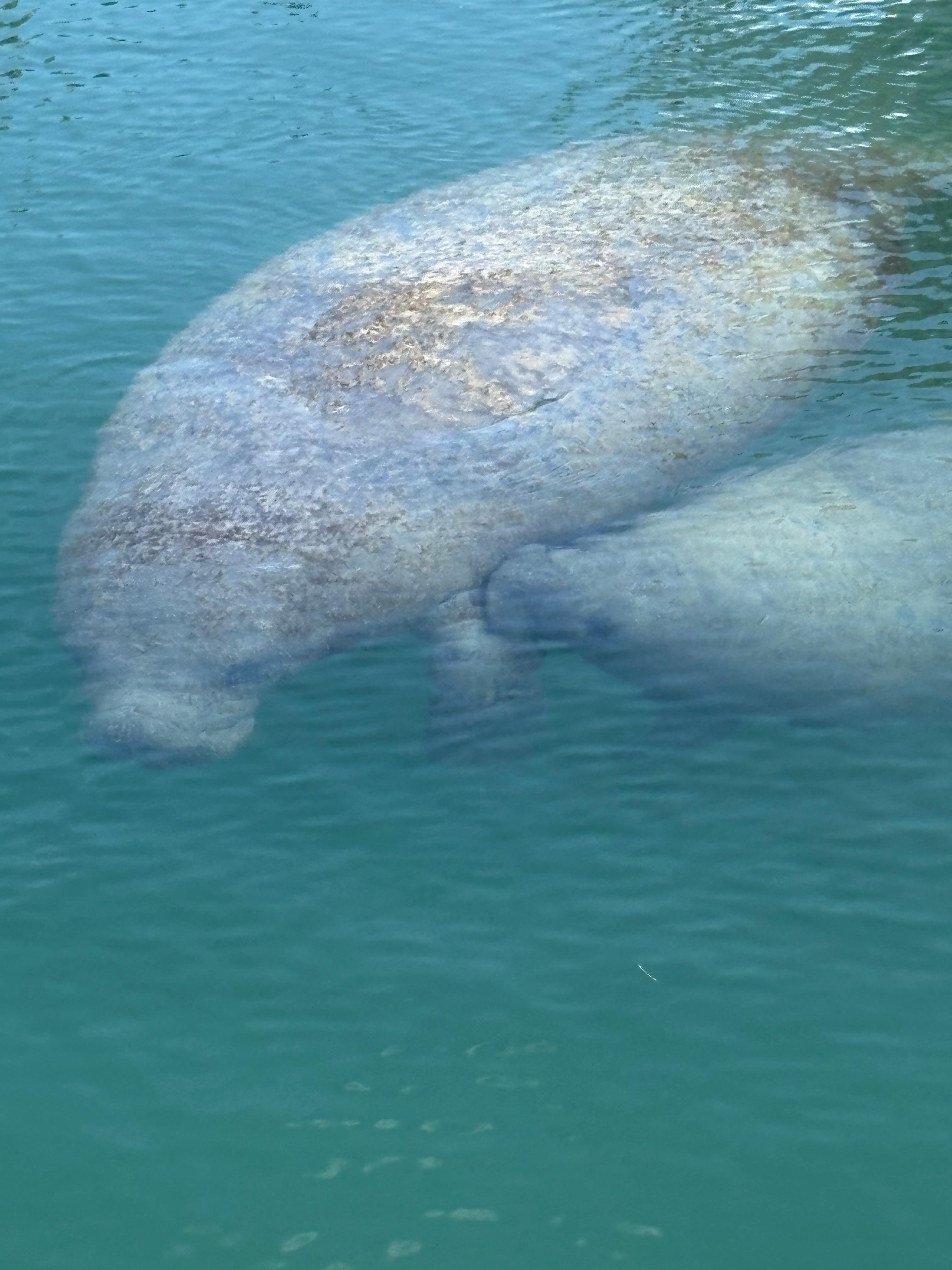 Manatee visited frequently.