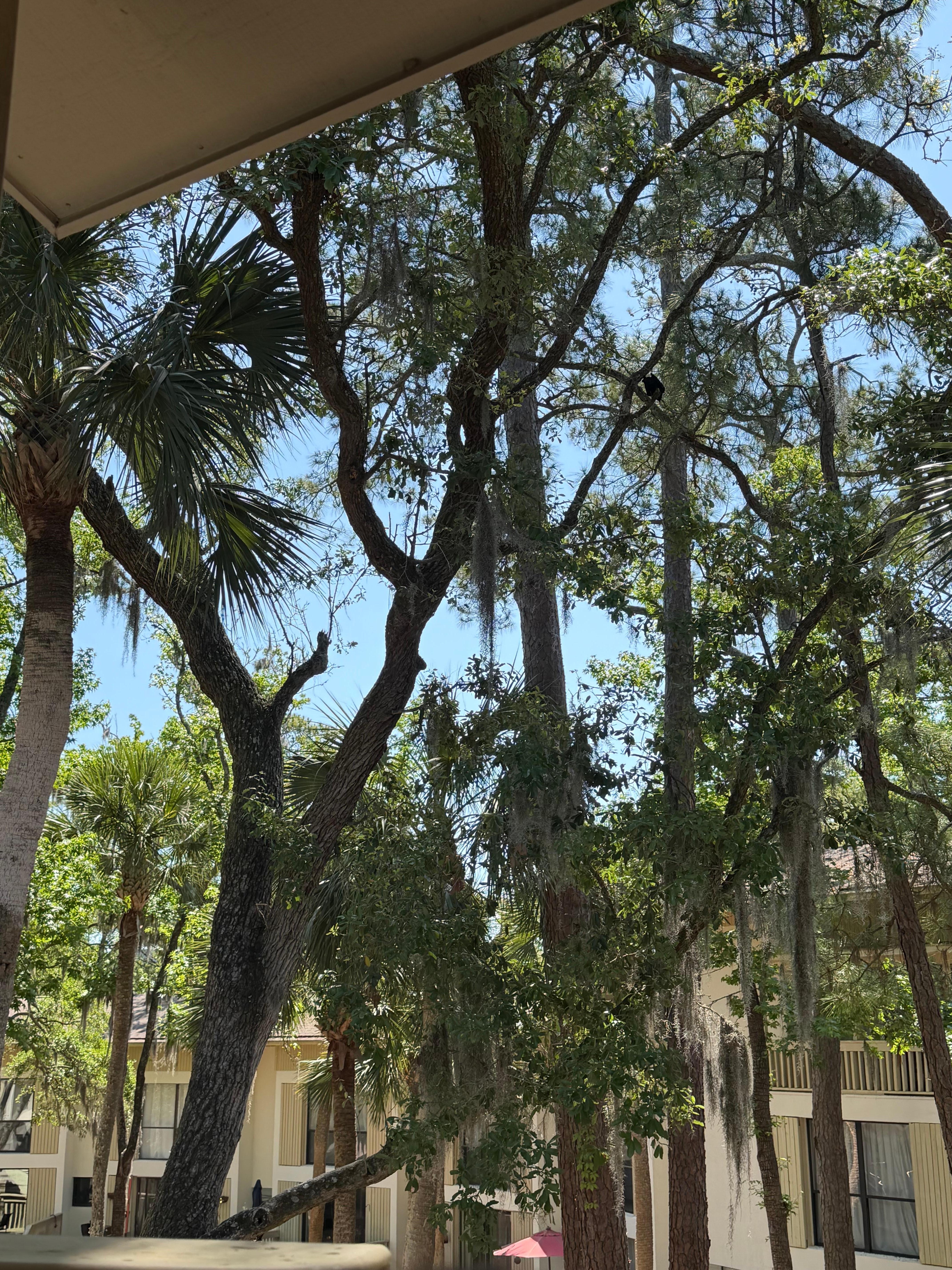 Pretty trees from balcony 