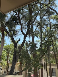 Pretty trees from balcony