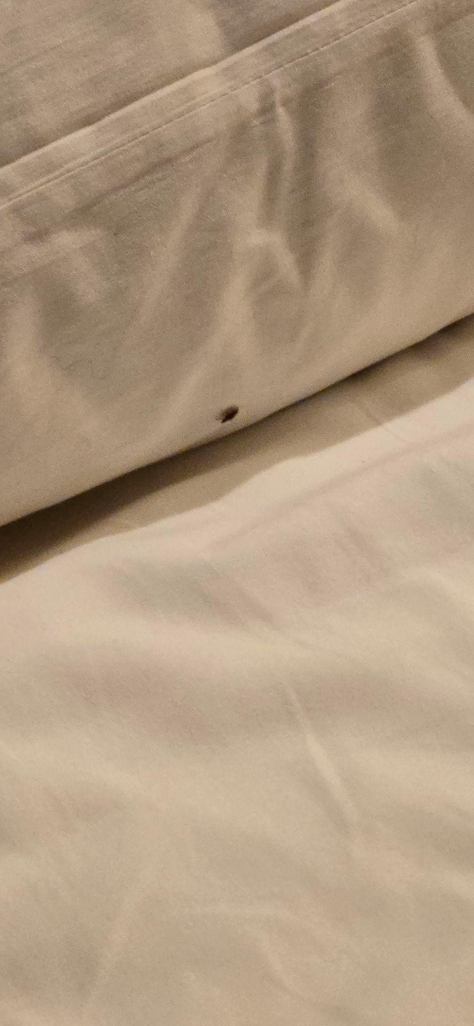 Bed bug in our first room