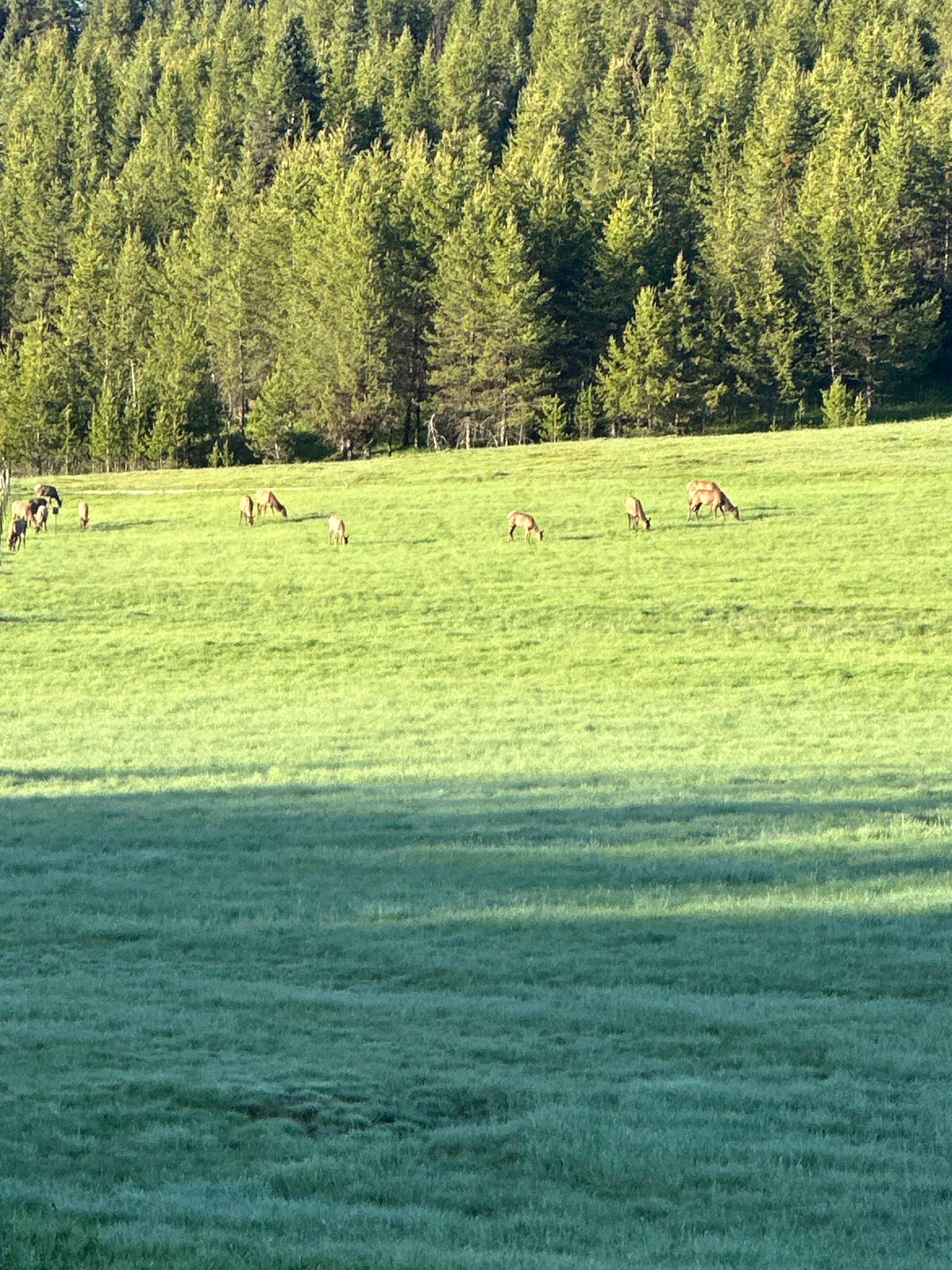 The valley in front of the cabin. 